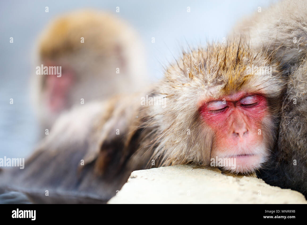 Nahaufnahme von ein wenig Schnee Affe Japanmakaken Stockfoto