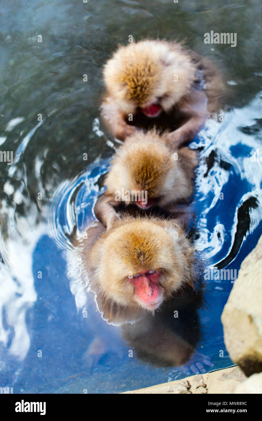 Schnee Affen Japanmakaken baden in Onsen Hot Springs in Nagano, Japan Stockfoto