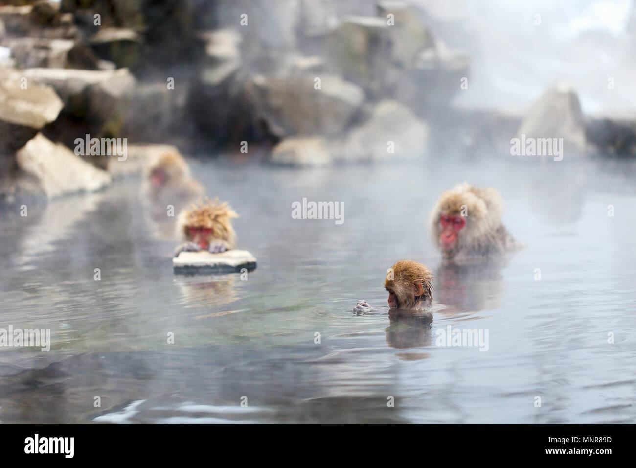 Schnee Affen Japanmakaken baden in Onsen Hot Springs von Nagano, Japan Stockfoto