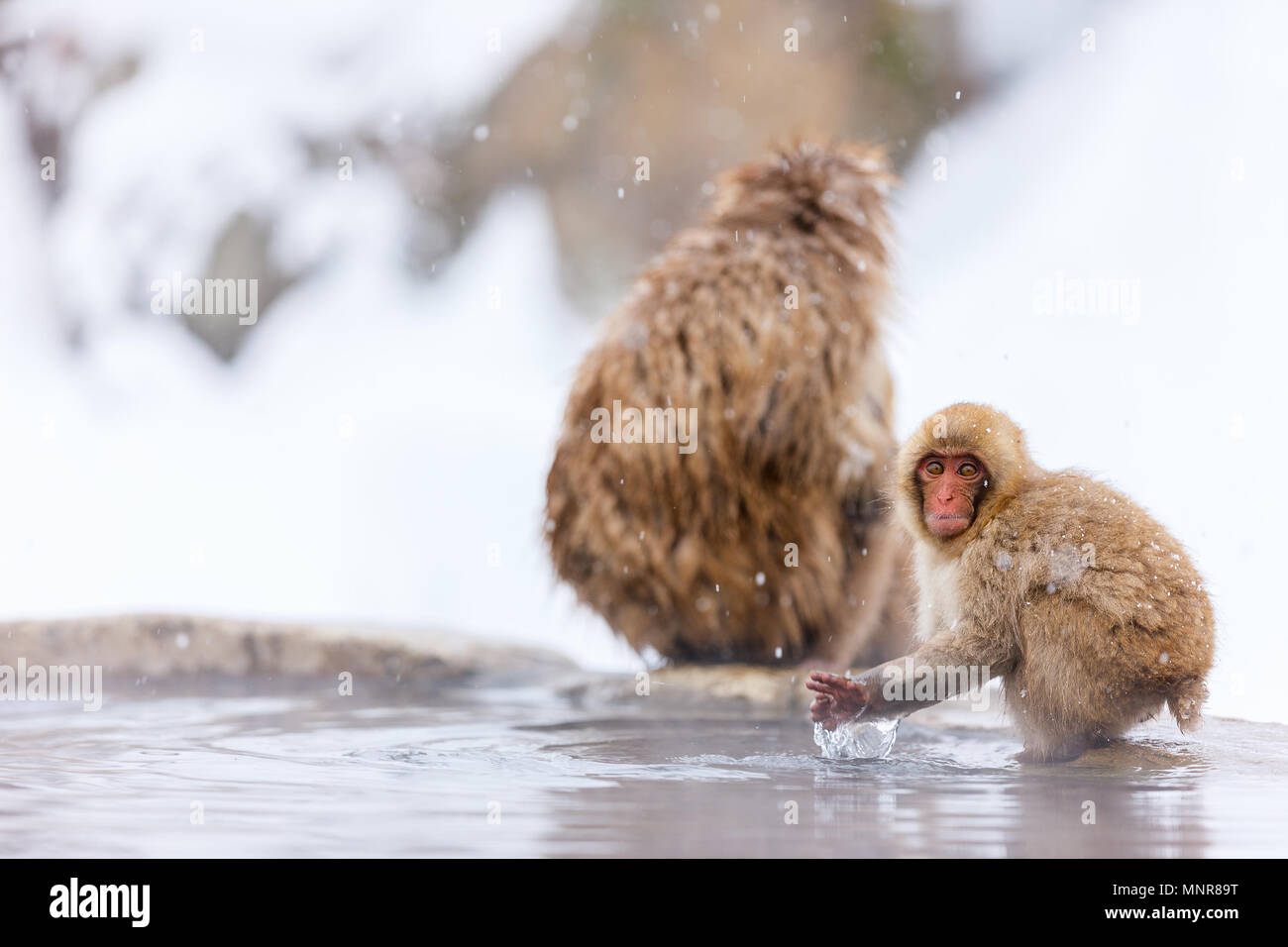 Schnee Affen Japanmakaken baden in Onsen Hot Springs von Nagano, Japan Stockfoto