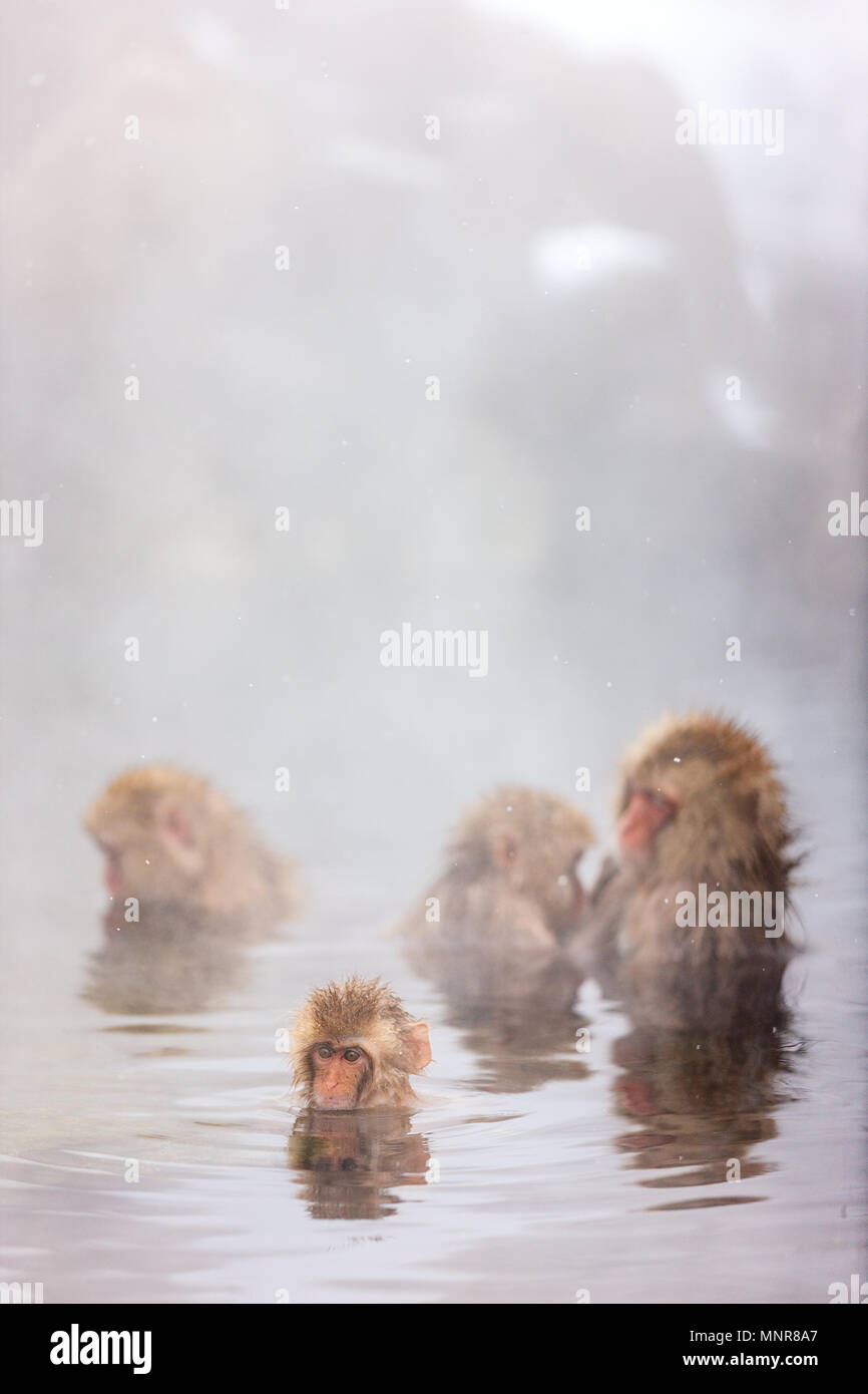 Schnee Affen Japanmakaken baden in Onsen Hot Springs von Nagano, Japan Stockfoto