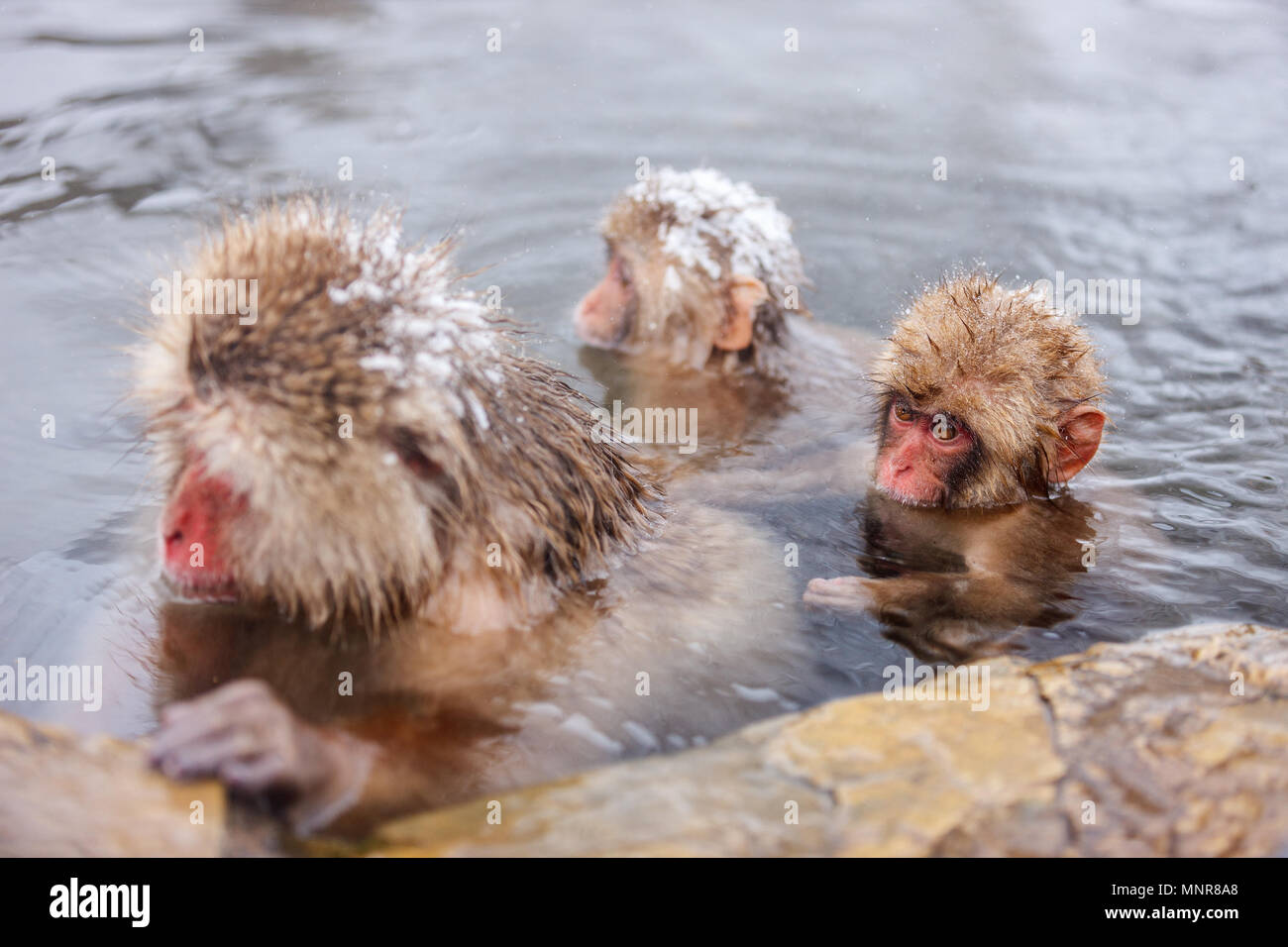 Обезьяна купается в теплой воде группа. Купание обезьяны в теплой воде. Макаки моются. Онсэн обезьяны. Смешные обезьянки купаются.