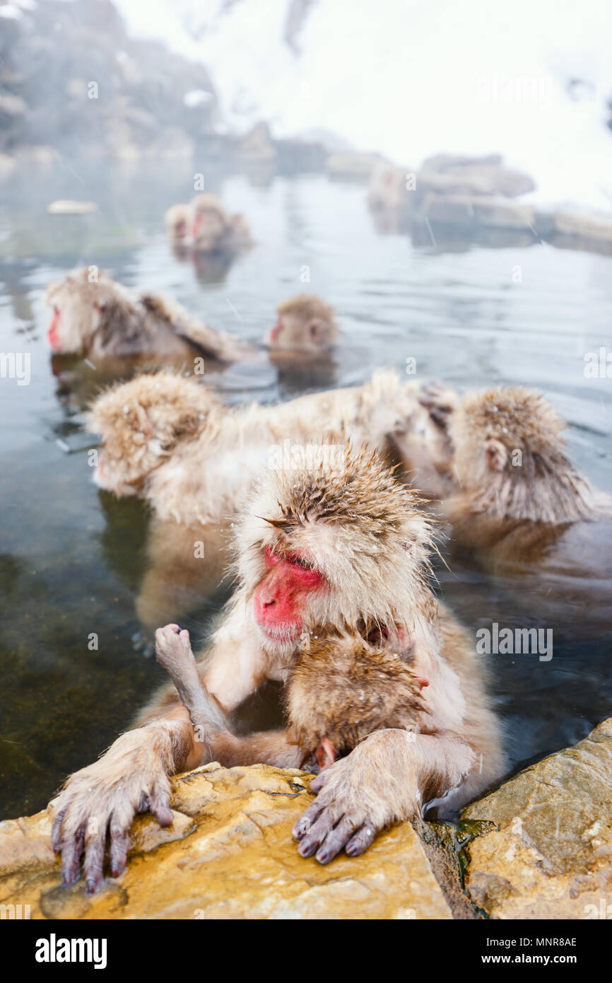 Schnee Affen Japanmakaken baden in Onsen Hot Springs von Nagano, Japan Stockfoto