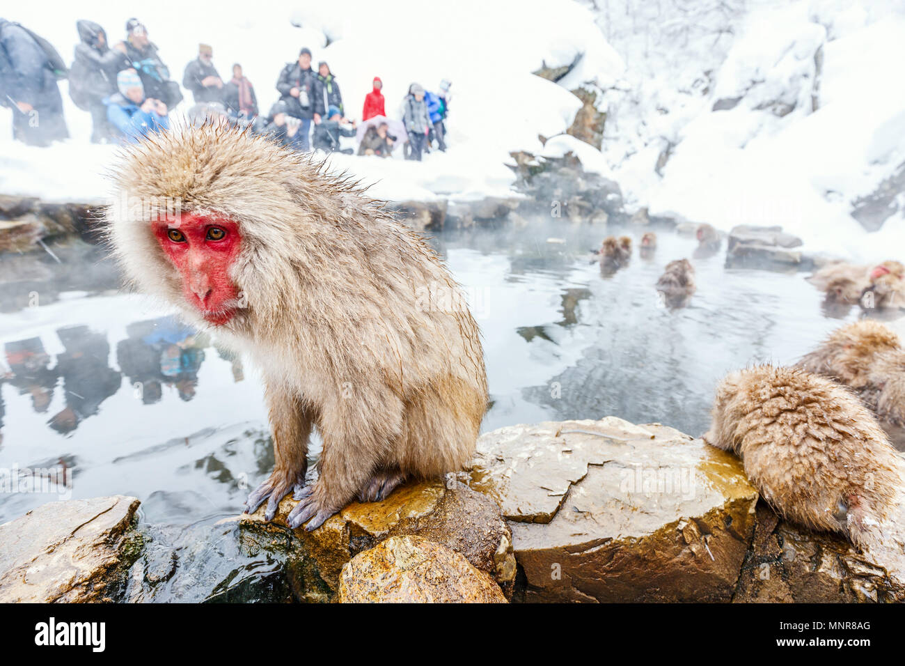 Schnee Affen Japanmakaken baden in Onsen Hot Springs von Nagano, Japan Stockfoto