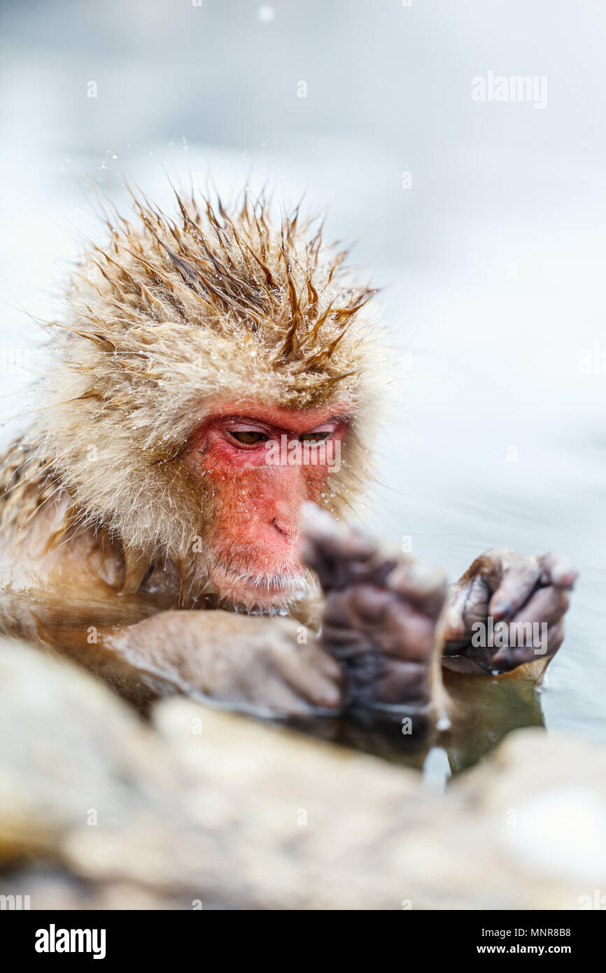 Snow Monkey Japanmakaken baden in Onsen Hot Springs in Nagano, Japan Stockfoto
