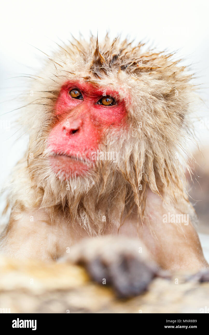 Schnee Affen Japanmakaken baden in Onsen Hot Springs von Nagano, Japan Stockfoto