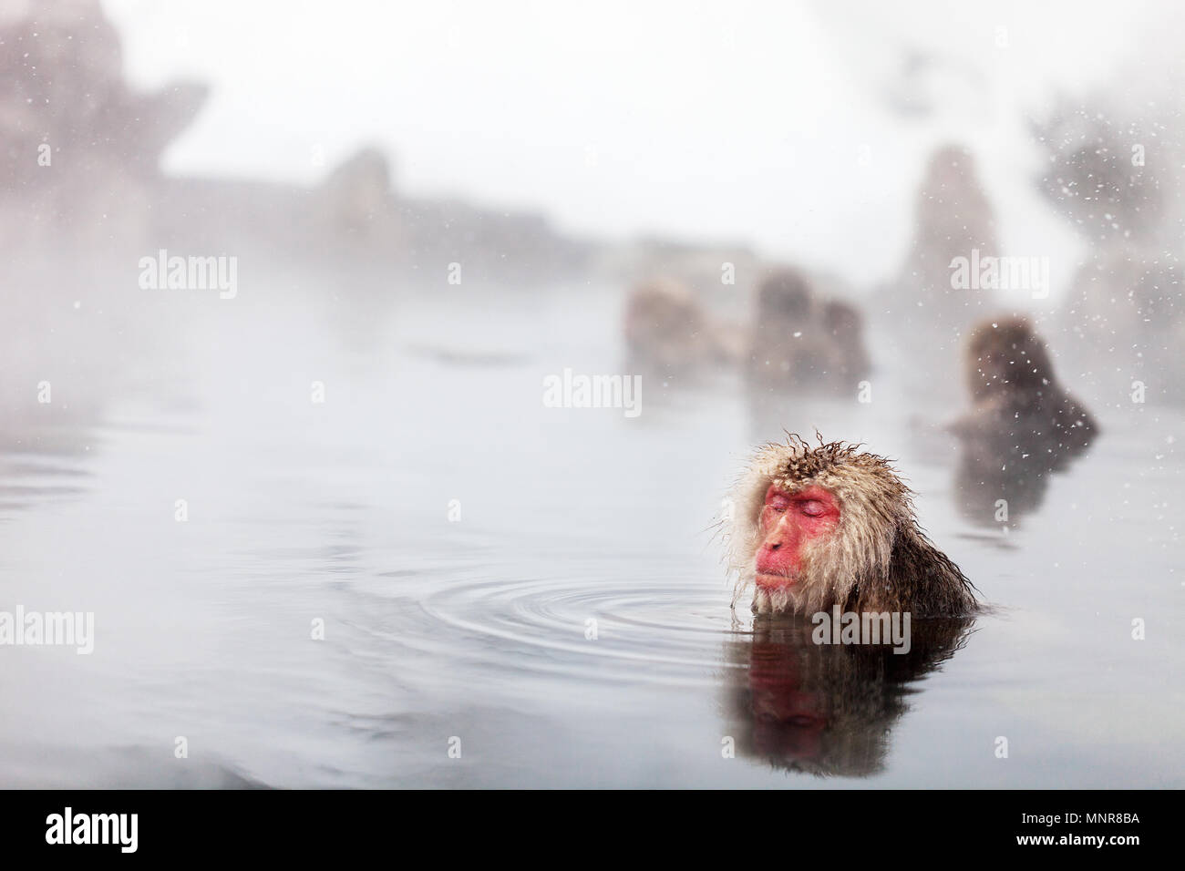 Schnee Affen Japanmakaken baden in Onsen Hot Springs von Nagano, Japan Stockfoto