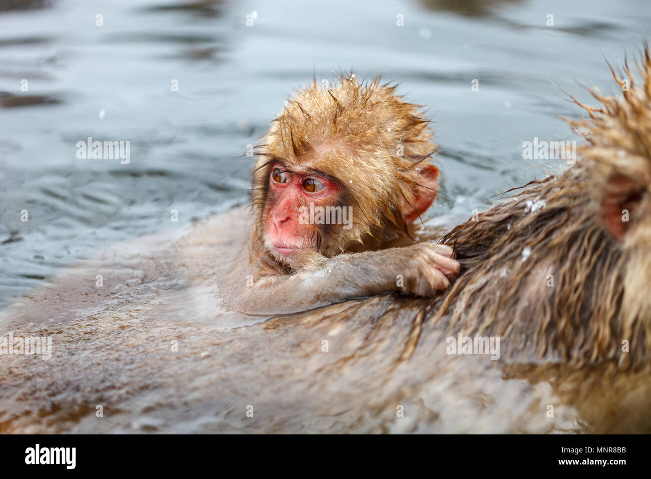 Baby snow Monkey japanischen Makaken spielen mit Schnee am Onsen Hot Springs von Nagano, Japan Stockfoto