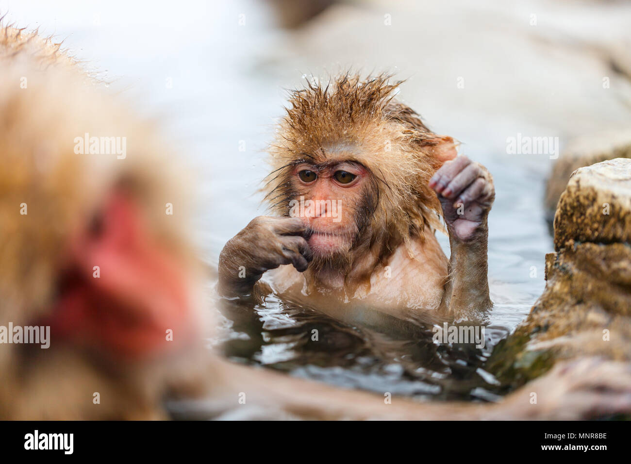 Baby snow Monkey japanischen Makaken an Onsen Hot Springs von Nagano, Japan Stockfoto
