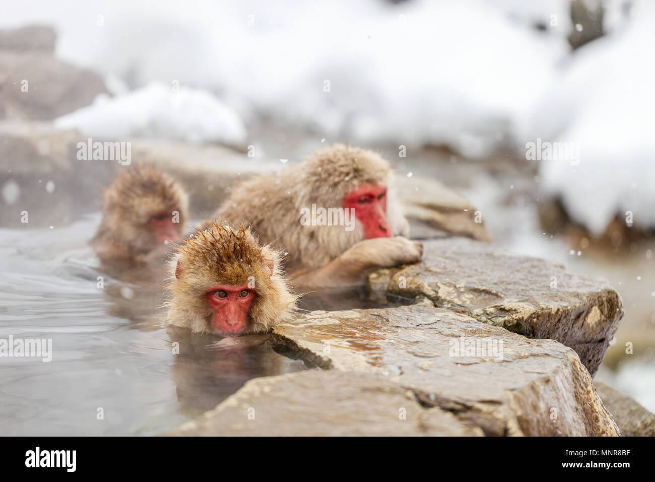 Schnee Affen Japanmakaken baden in Onsen Hot Springs von Nagano, Japan Stockfoto