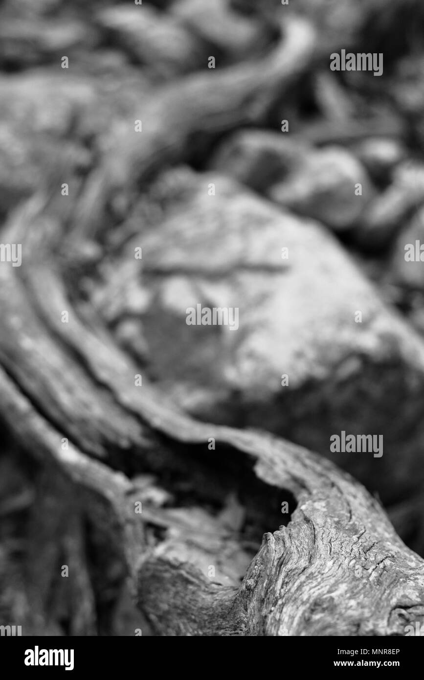 Alte knorrige Baumwurzel unter Fluss Felsen, Rollingstone QLD, Australia Stockfoto