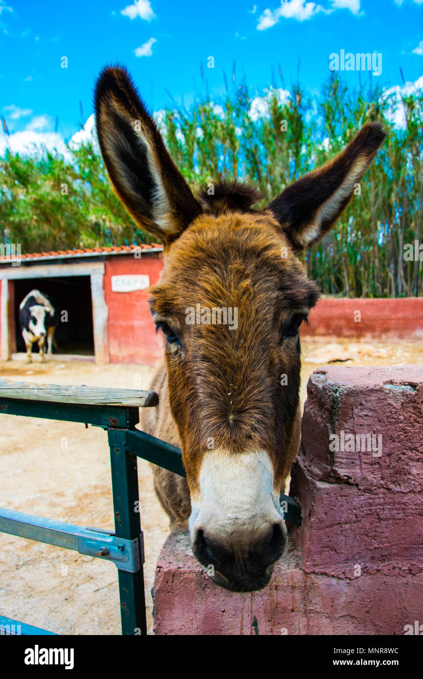 Ein Porträt der Esel in einem Bauernhof in Griechenland Stockfoto