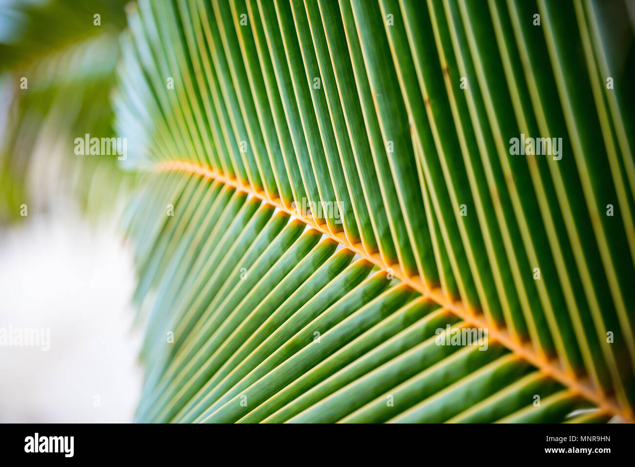 Nahaufnahme eines frischen grünen Palmenblättern Stockfoto