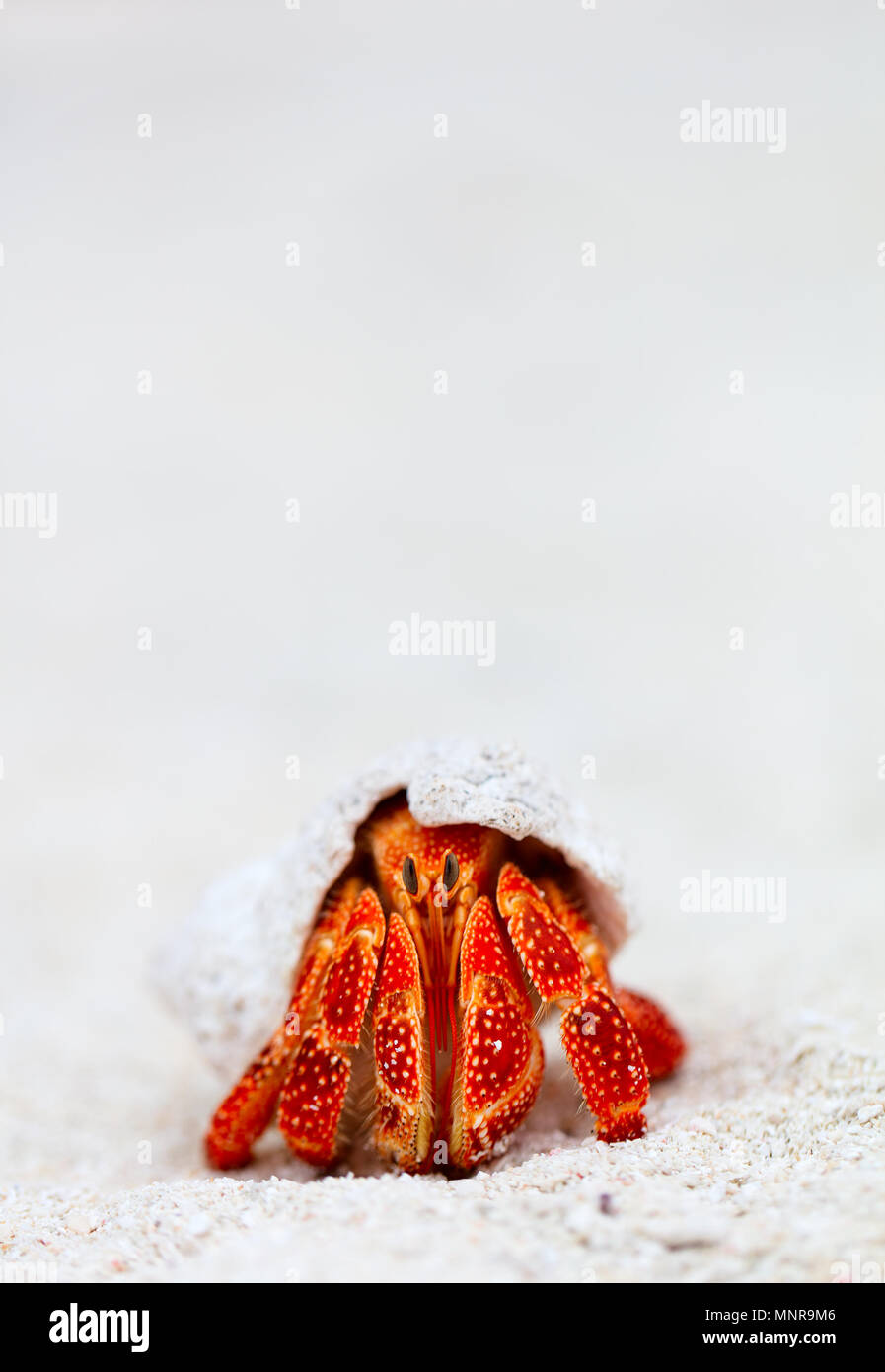 Einsiedlerkrebs am weißen Sandstrand mit Kopie Raum ideal für Ad Stockfoto