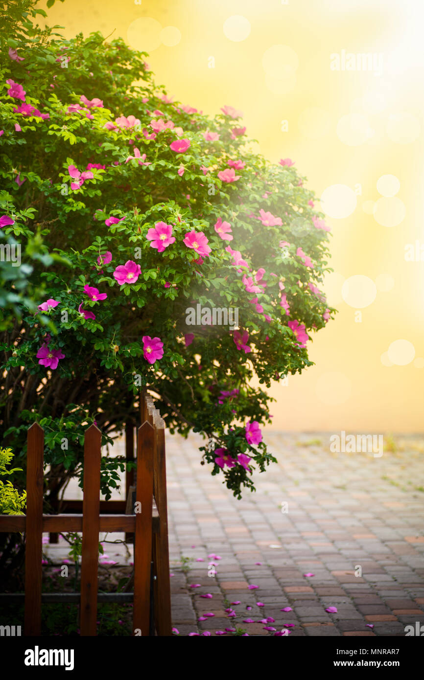 Schöne große Hagebutten Bush mit blühenden Blumen Stockfoto