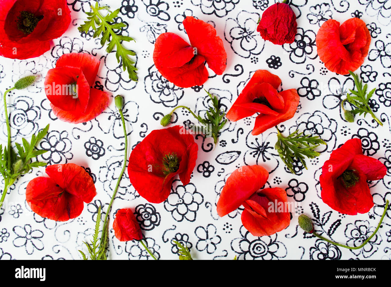 Mohn Blumen Anordnung auf gemalten Hintergrund der Ansicht von oben Stockfoto