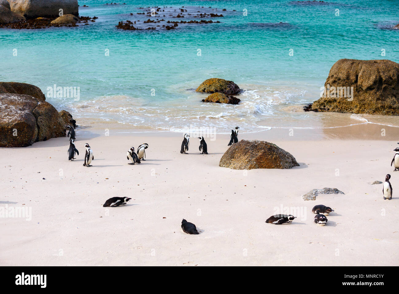 Afrikanische Pinguin Kolonie am Boulders Beach in der Nähe von Kapstadt in Südafrika Stockfoto