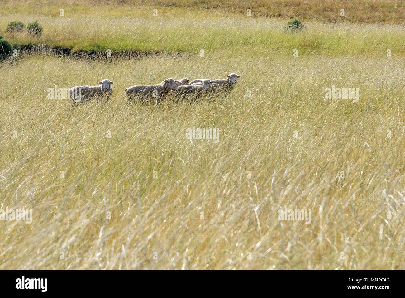 Schafe im hohen Gras Stockfoto