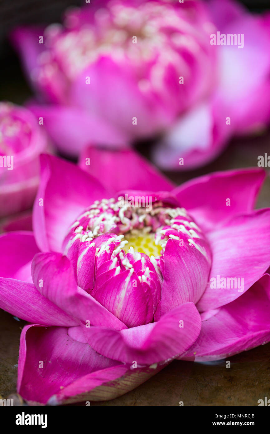 Lotus Blumen close up in Spa. Stockfoto
