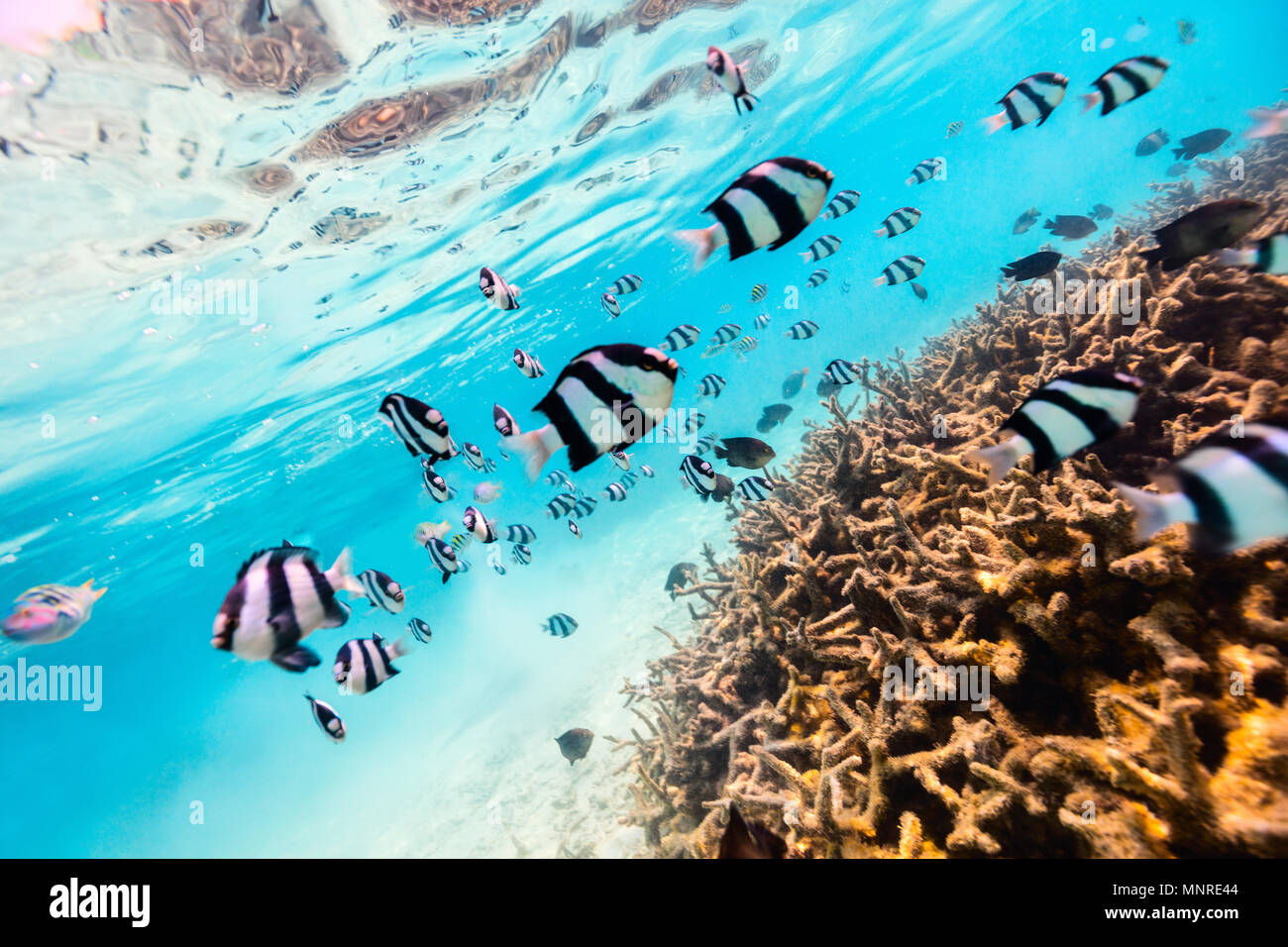 Schöne bunte Korallenriffe und tropischen Fischen, die Unterwasserwelt in Malediven Stockfoto