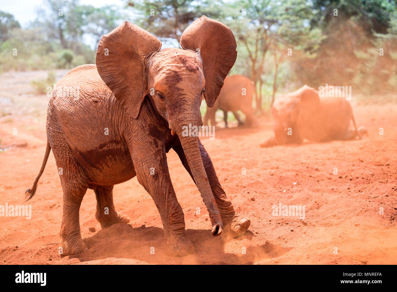 Nahaufnahme von baby Elefanten, Schlammbad Stockfoto