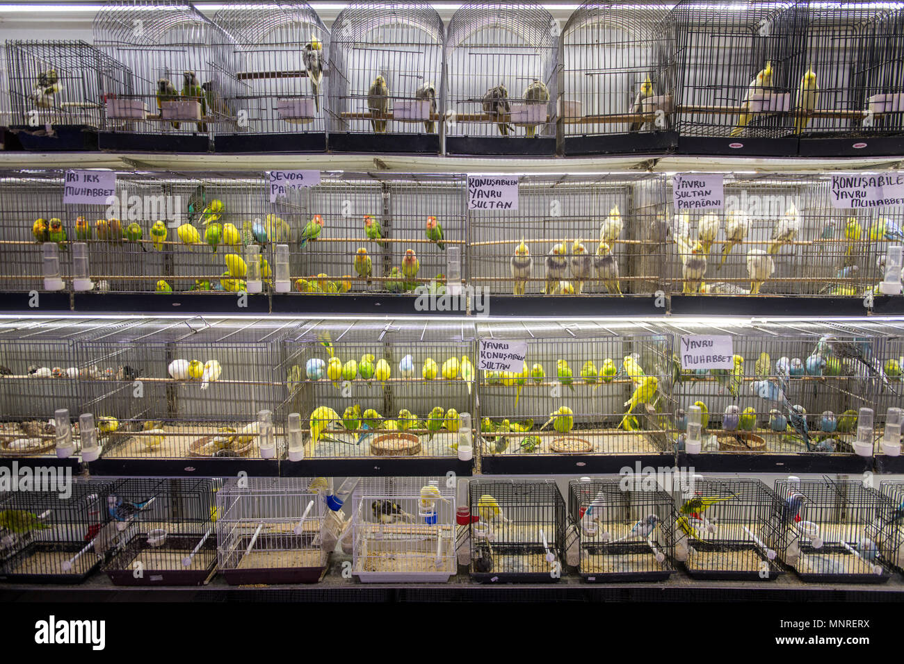 Die Regale sind mit Vogel Käfige mit verschiedenen Rassen der inländischen Vögel zum Verkauf am Markt, Istanbul, Türkei gesäumt. Stockfoto