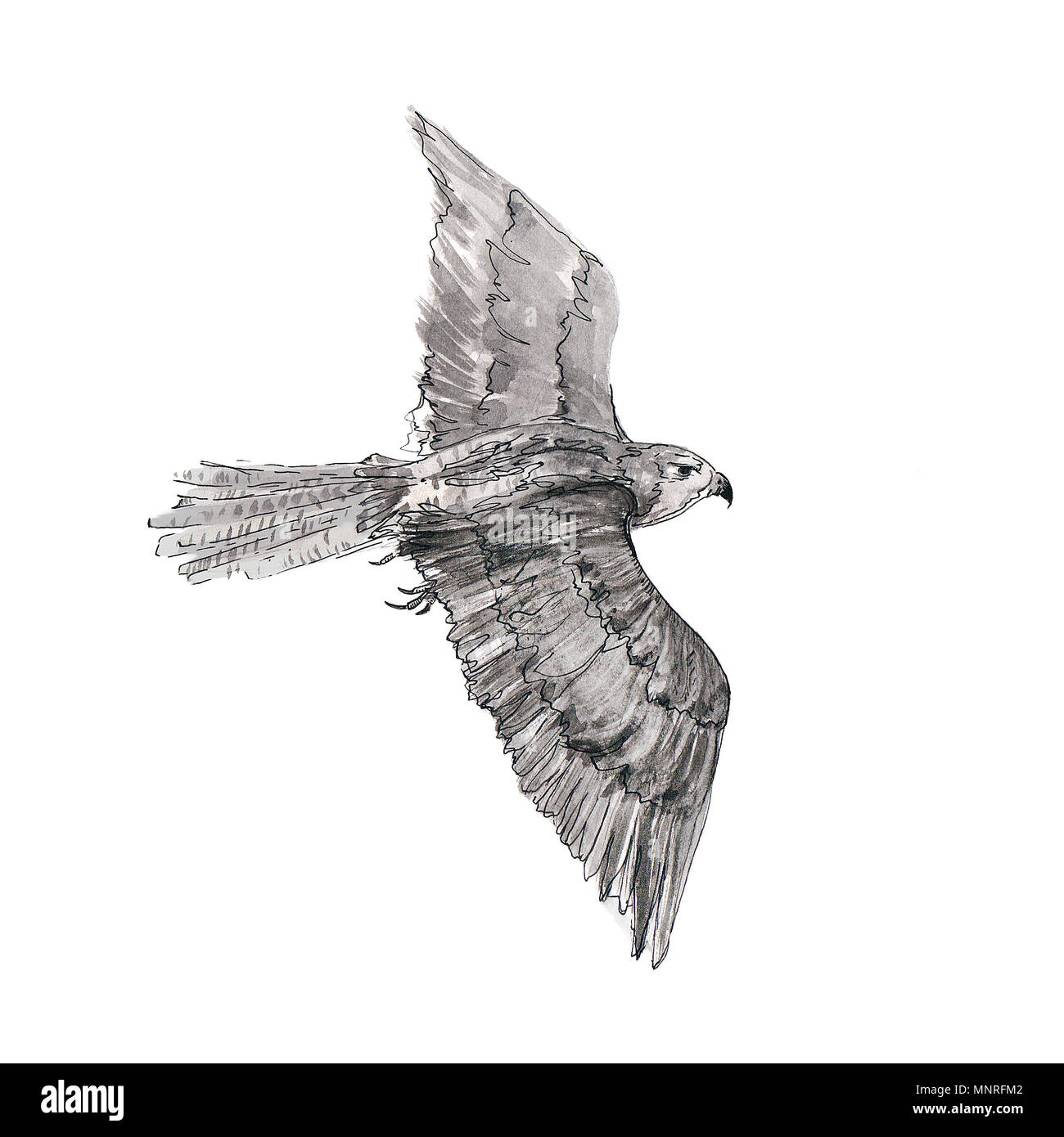 Falcon fliegt. Tinte Zeichnung. Stockfoto