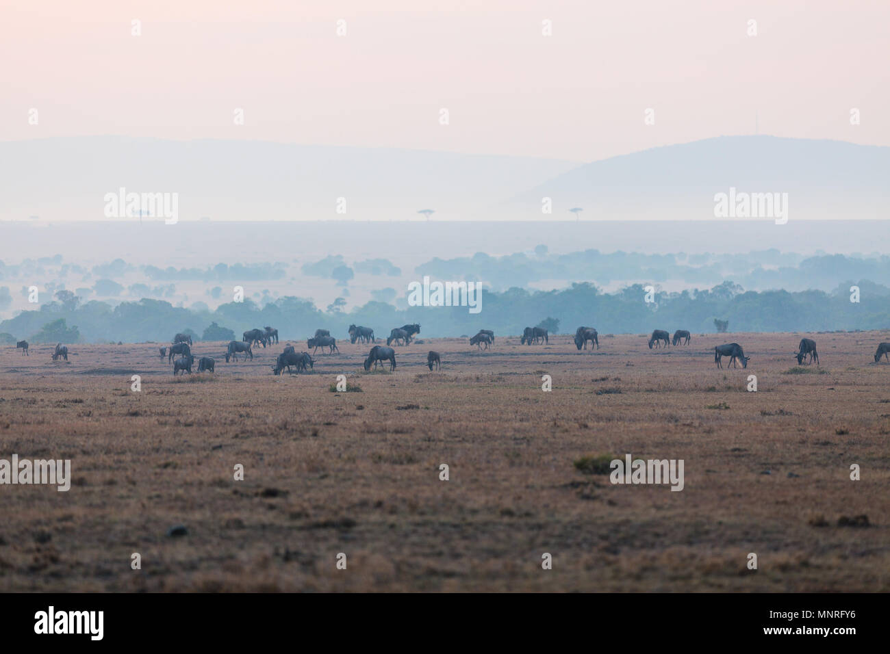 Gnus am frühen Morgen in der Masai Mara Kenia Stockfoto
