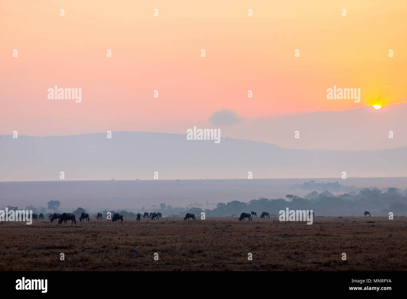 Gnus am frühen Morgen in der Masai Mara Kenia Stockfoto
