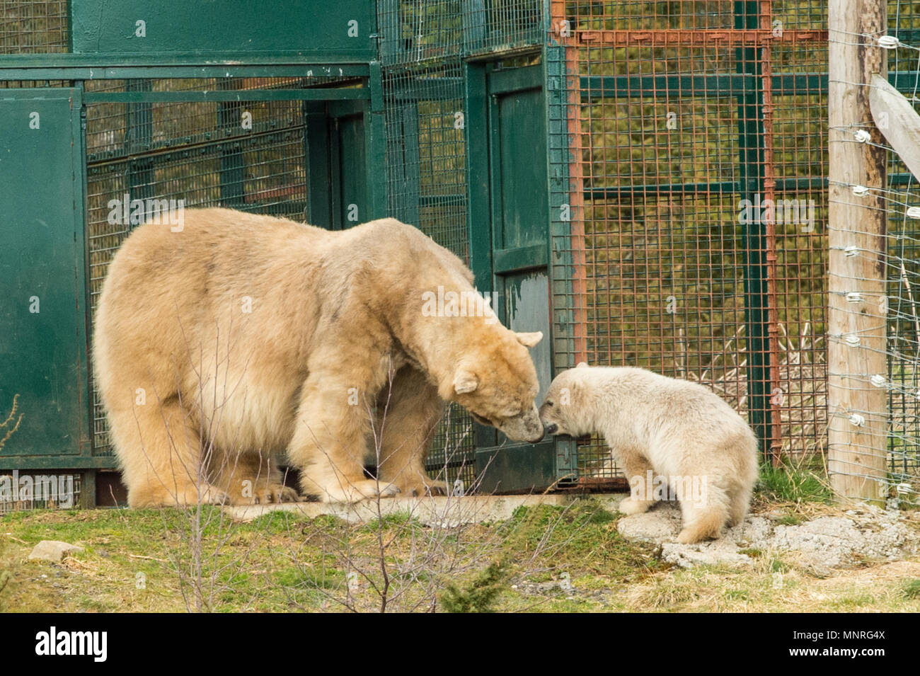 Der Polar Bear Cub und Mutter Abkühlung im Pool und das warme Wetter mit Hoechsttemperaturen um 16 Grad an RZSS Highland Wildlife Park in Aviemore Mit: Eisbären Wo: Aviemore, Großbritannien Wann: 18 Apr 2018 Credit: Euan Kirsche / Wann genießen Stockfoto