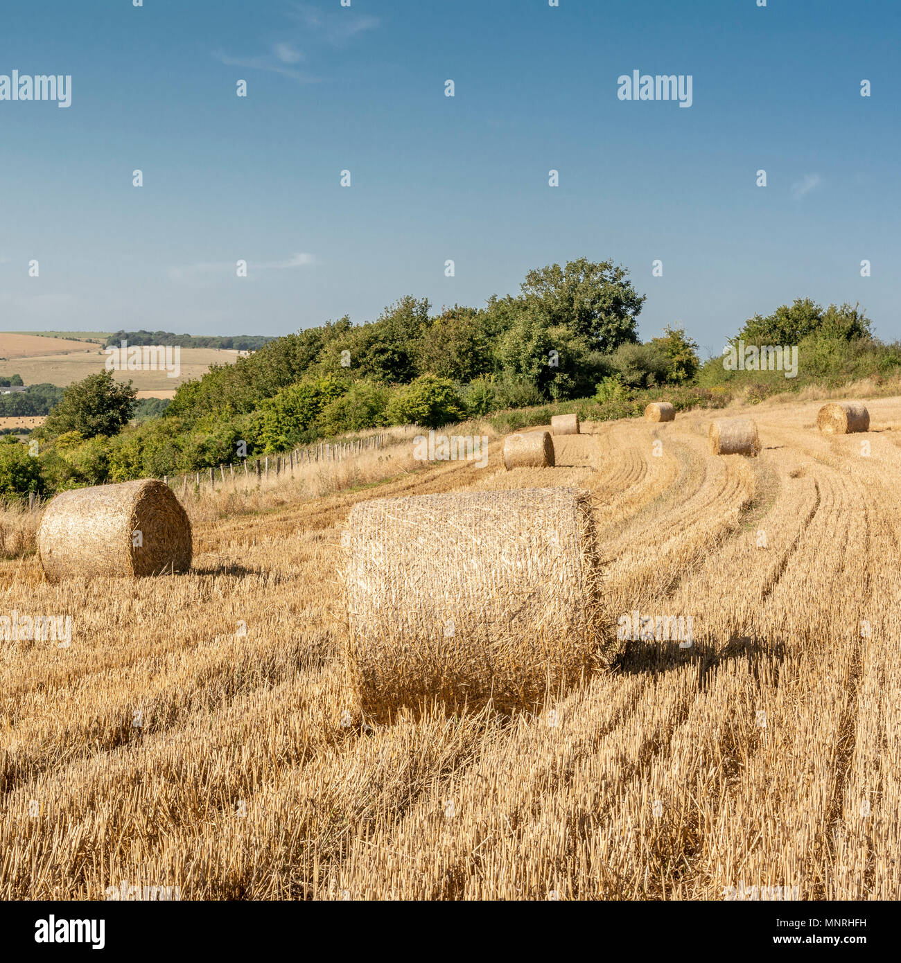 Spätsommer in der South Downs National Park, West Sussex, UK. Stockfoto