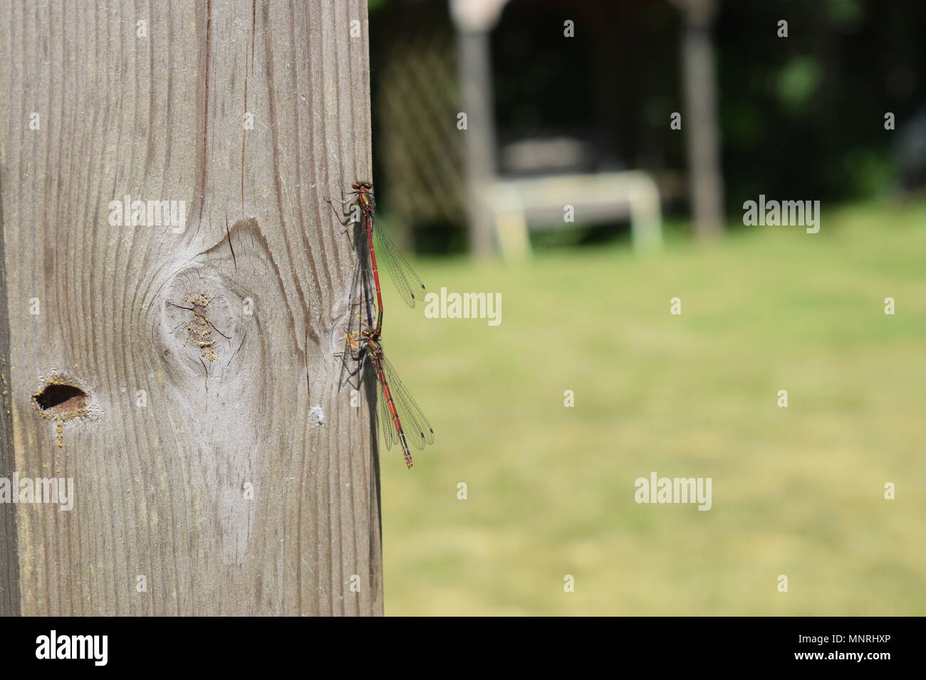 Rote Libellen Paarung Stockfoto