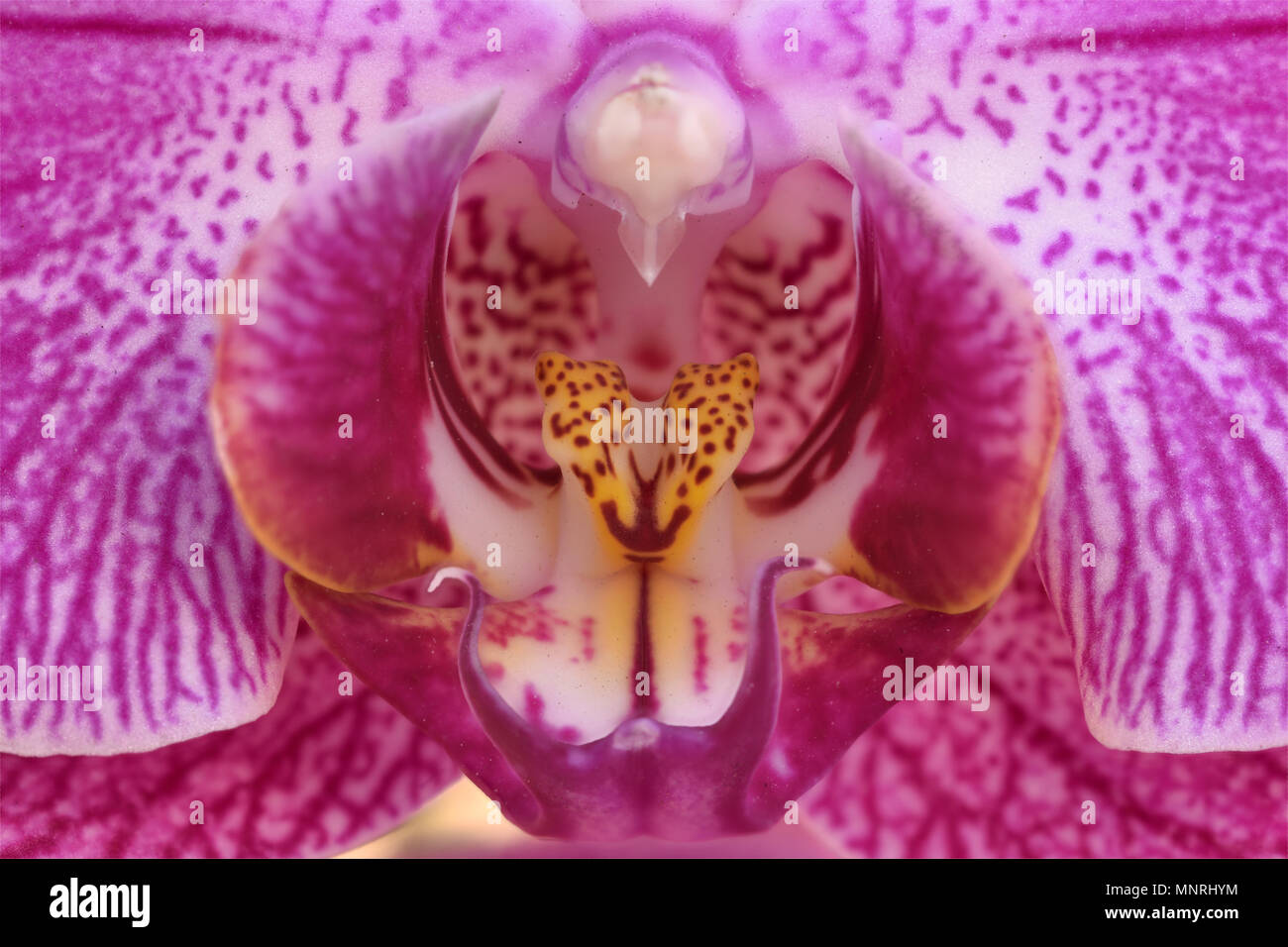 Makro Nahaufnahme der im Inneren der Blüte einer rosa Orchidee. Orchidaceae Stockfoto