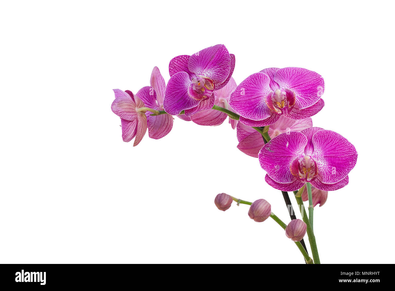 Rosa Orchidee Blumen Stamm auf einem weißen Hintergrund. Orchidaceae Stockfoto