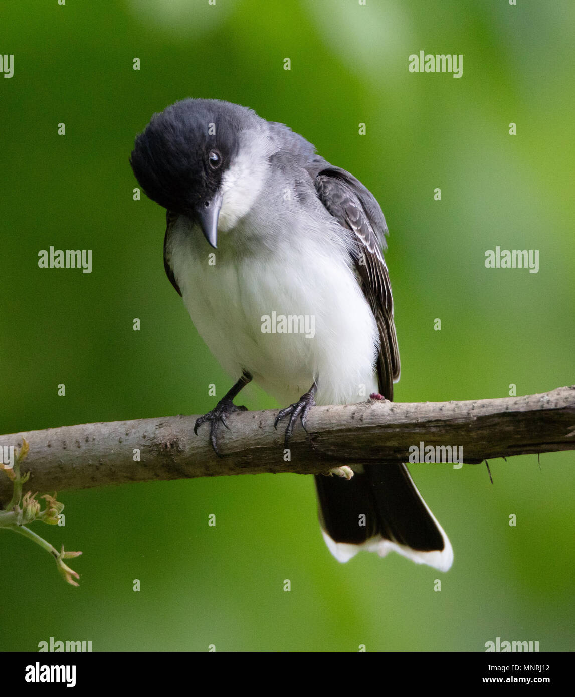 Ein schöner Eastern Kingbird (Tyrannus tyrannus) Sitzstangen auf einem Zweig im frühen Frühjahr Stockfoto