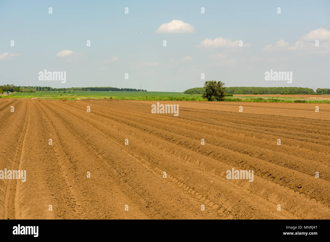 Frisch gepflügtes Feld unter blauem Himmel in der Nähe von High Melton, South Yorkshire, Großbritannien, mit geraden Furchen und offenem Ackerland, das für die Frühjahrspflanzung bereit ist Stockfoto