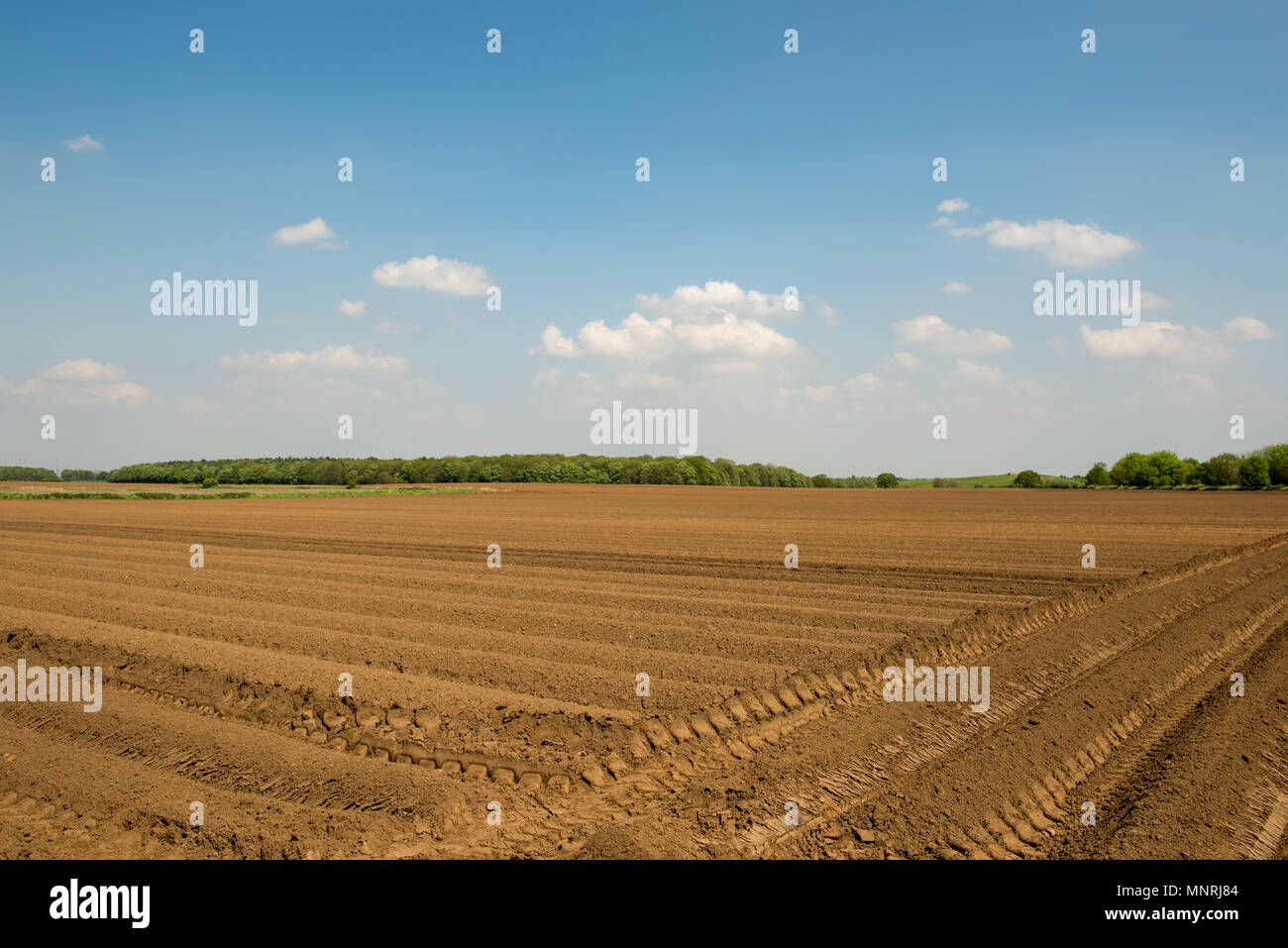 Frisch gepflügtes Feld unter blauem Himmel in der Nähe von High Melton, South Yorkshire, Großbritannien, mit geraden Furchen und offenem Ackerland, das für die Frühjahrspflanzung bereit ist Stockfoto