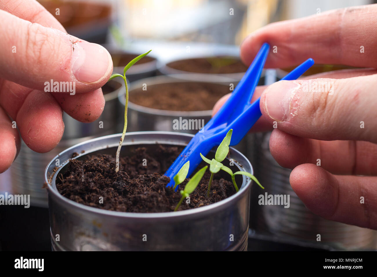 Heraus sticht Chili 'Jalapeno' Sämlinge Stockfoto