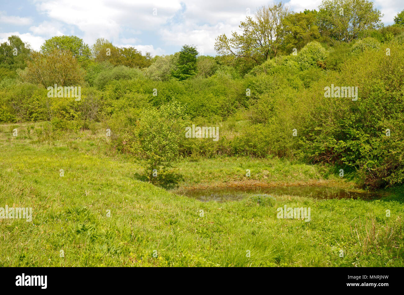 Ein Blick auf Alderford gemeinsame Website von besonderem wissenschaftlichen Interesse und Naturschutzgebiet am Alderford, Norfolk, England, Vereinigtes Königreich, Europa. Stockfoto