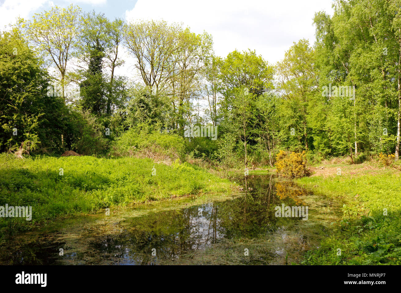 Ein Blick auf Alderford gemeinsame Website von besonderem wissenschaftlichen Interesse und Naturschutzgebiet am Alderford, Norfolk, England, Vereinigtes Königreich, Europa. Stockfoto
