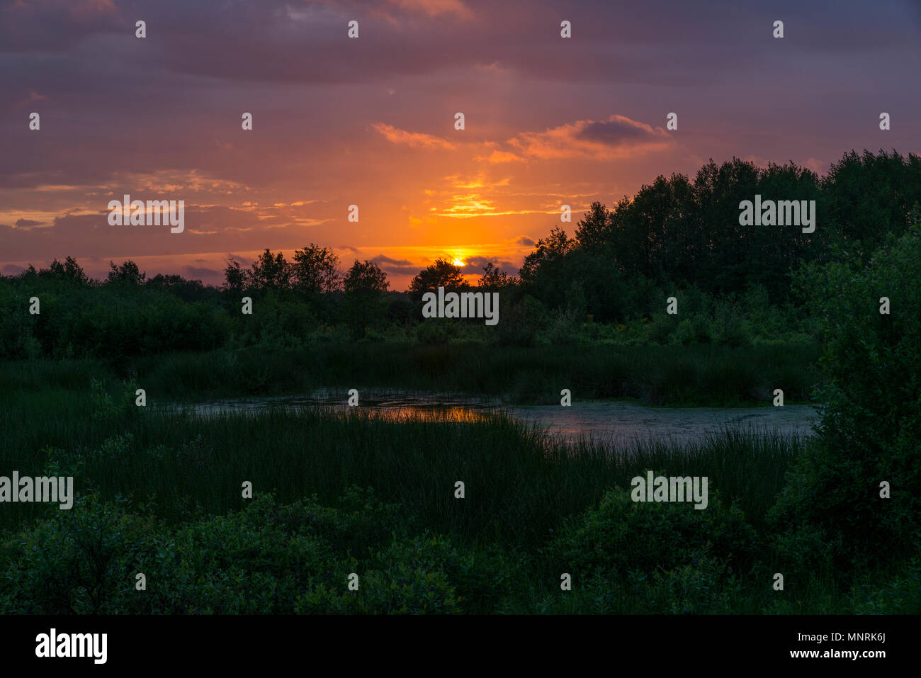 Am späten Abend Sonnenuntergang im Mai im Wald von alstatte in Deutschland mit Wald und einem kleinen Teich Stockfoto