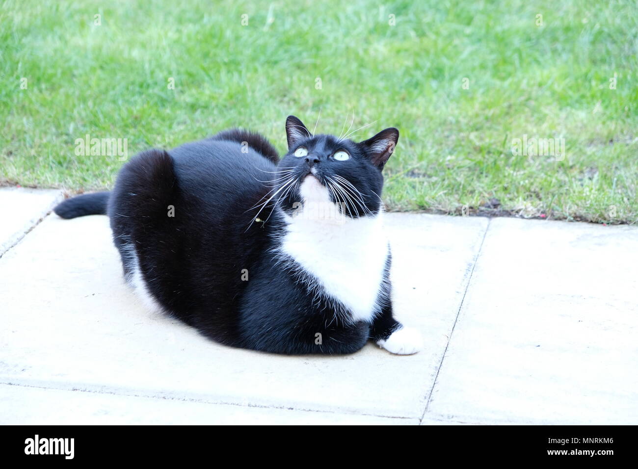 Schwarze und weiße Katze im Garten Stockfoto
