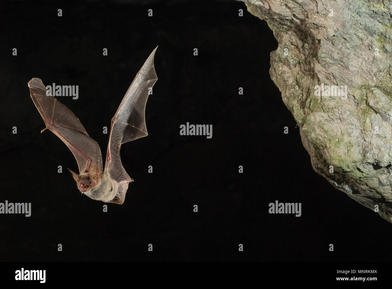 Bat Bussard, Myotis myotis, Flug in seiner Höhle Stockfoto