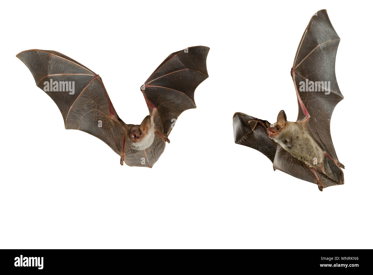 Bat Bussard, Myotis myotis, Fliegen mit weißem Hintergrund Stockfoto