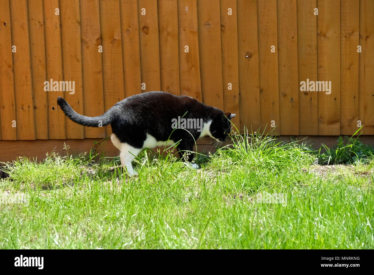Katze neben der im Gartenhaus Stockfoto