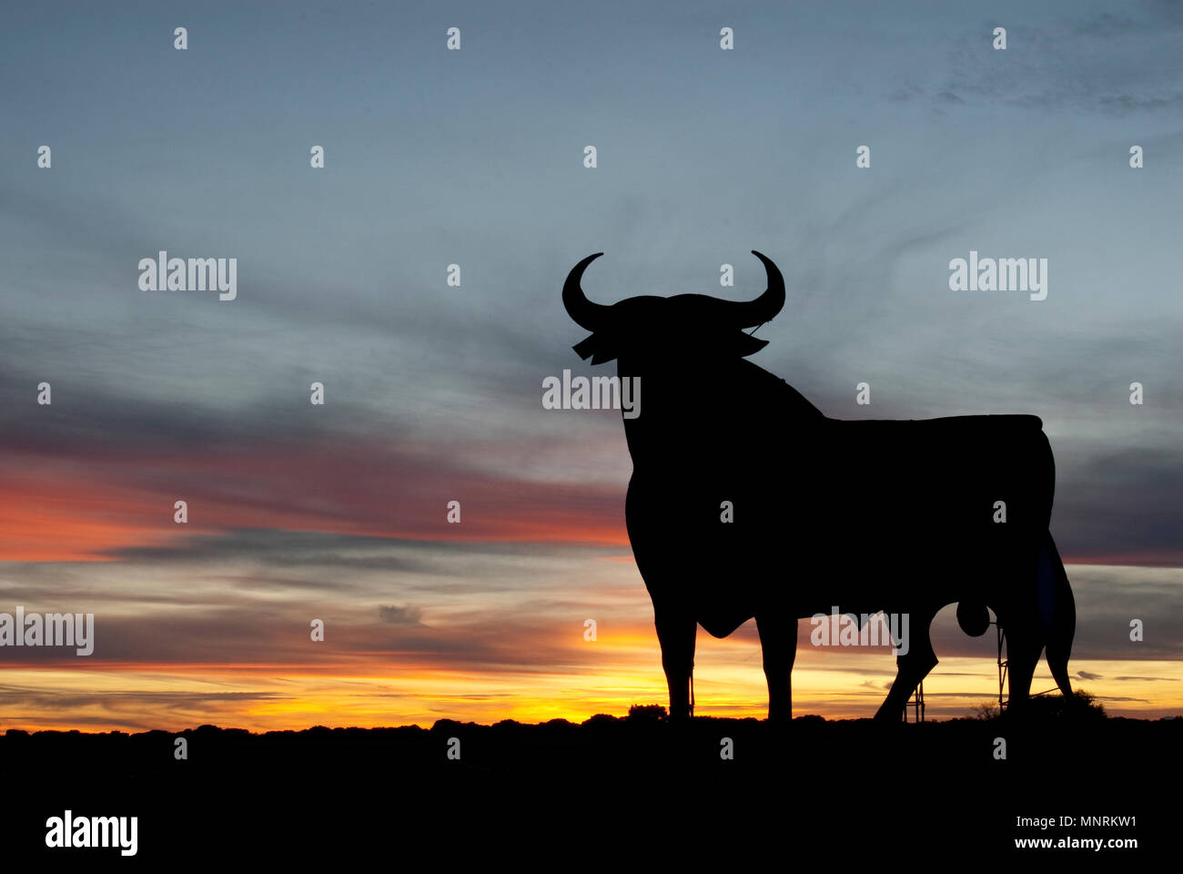 Osborne Stier bei Sonnenuntergang, Spanien Stockfoto