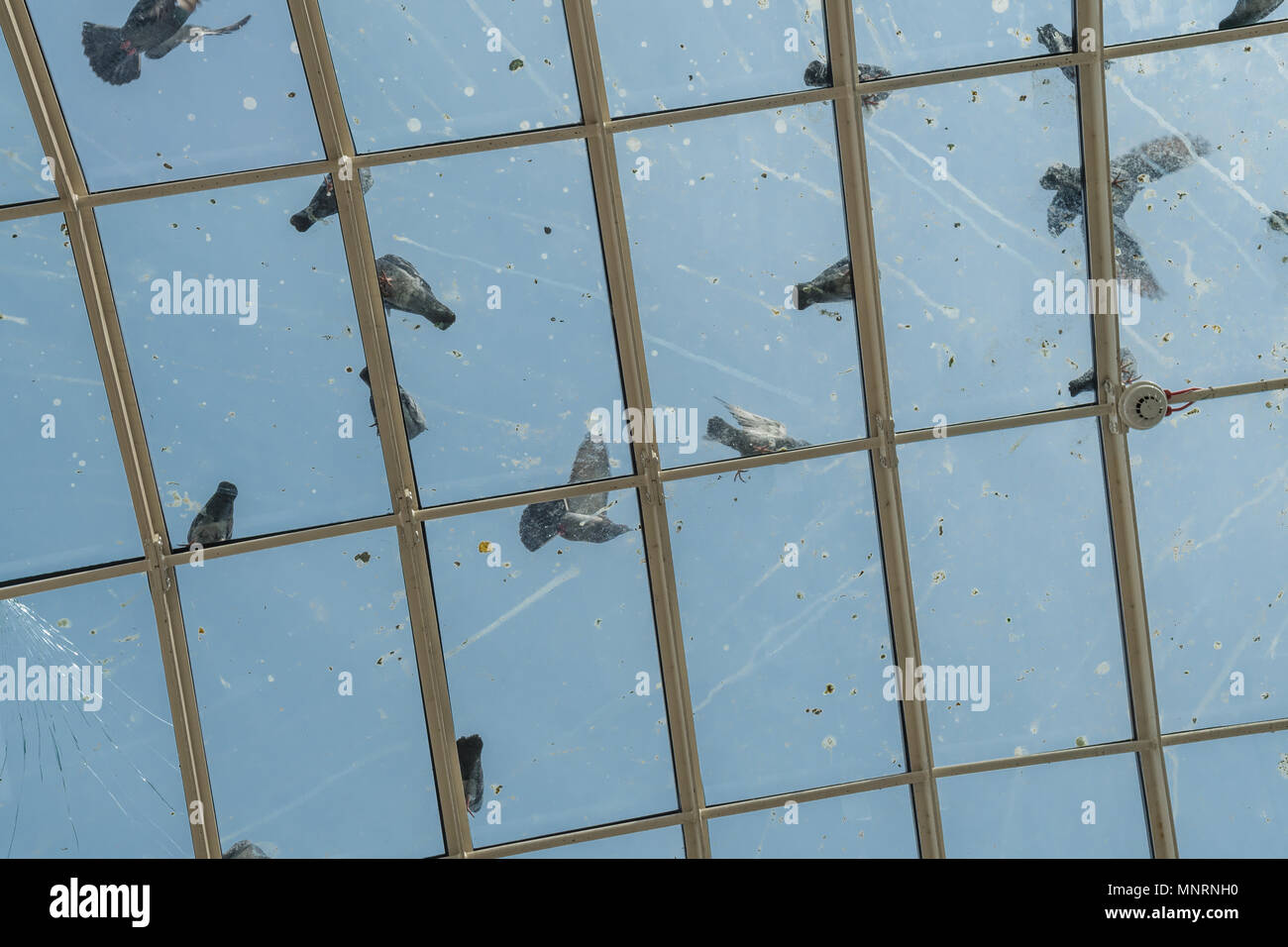 Tauben auf dem Glasdach des St Enoch Station, Glasgow, Schottland, Großbritannien Stockfoto