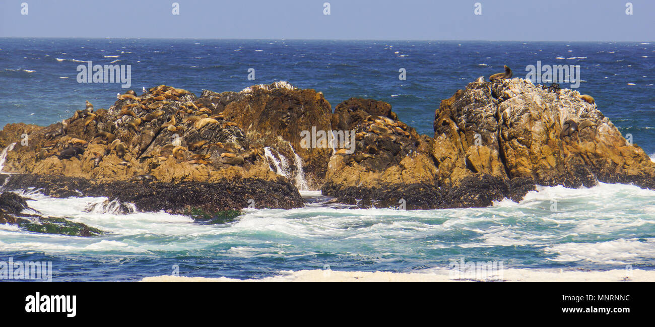 Seelöwen aalen sich in der Sonne auf der felsigen Insel vor der Küste von Kalifornien in der Nähe von Monterrey Stockfoto