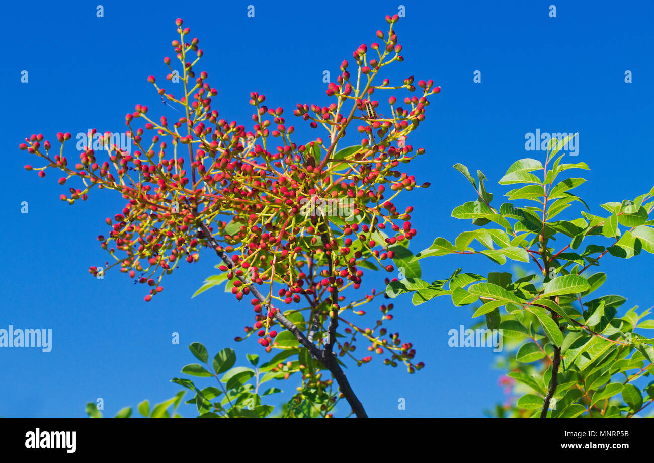 Die ledrigen Blätter und Unreife, roten steinfrüchte von Eiche oder Terpentin Baum vor blauem Himmel Stockfoto