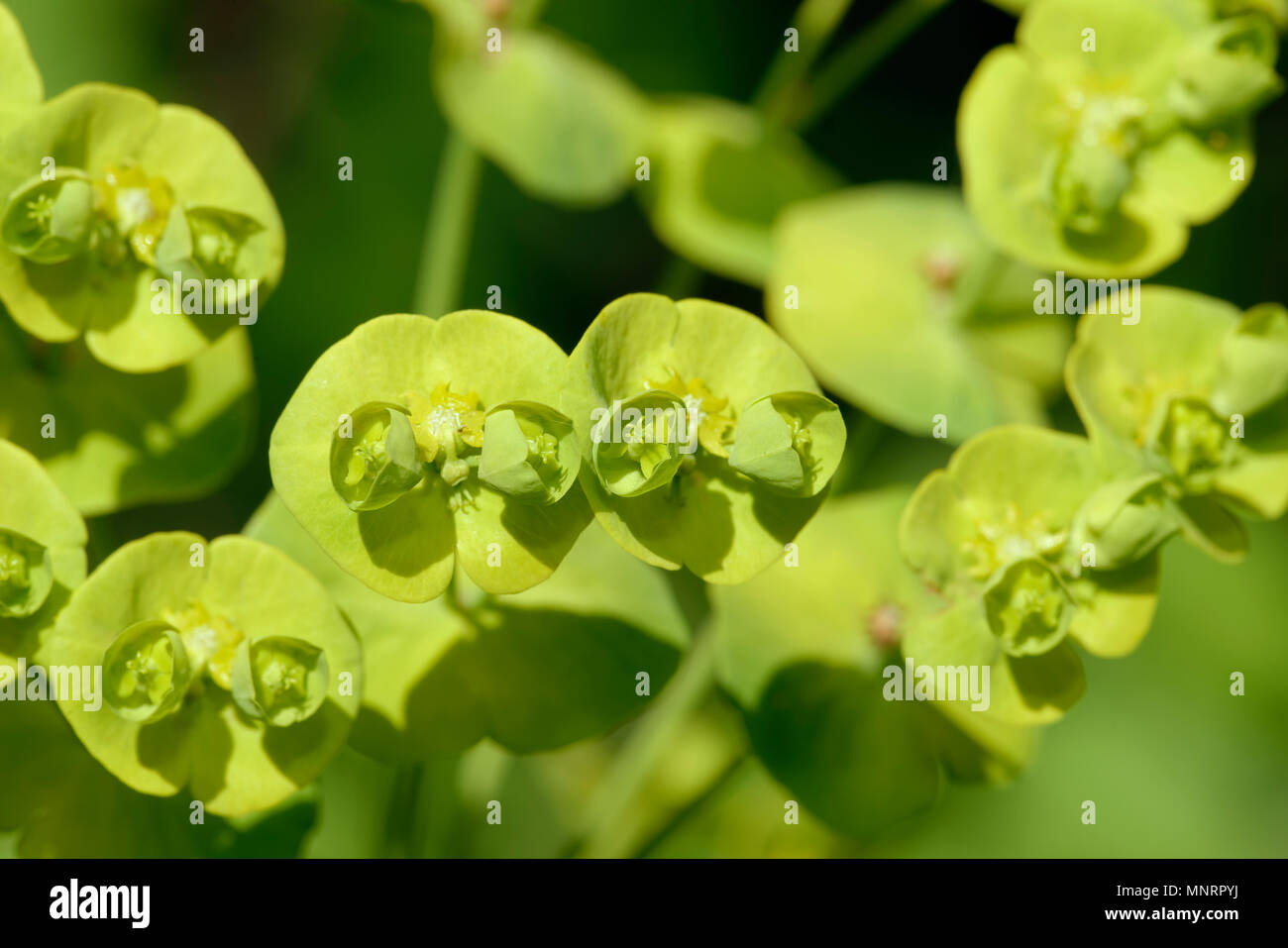 Holz-Wolfsmilch - Euphorbia Amygdaloides Nahaufnahme von Blumen Stockfoto